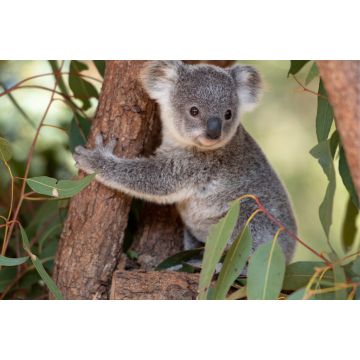Lais Puzzle - Koala Joey umarmt einen Baumast - 2.000 Teile