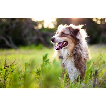 Lais Puzzle - Australian Shepherd - 2.000 Teile