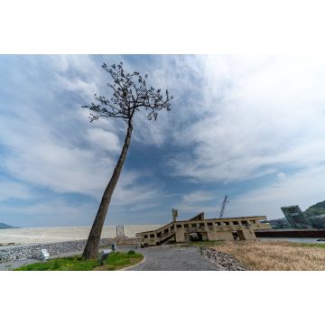 Lais Puzzle - Kiefernbaum in Rikuzentakata, Iwate, Japan - 2.000 Teile