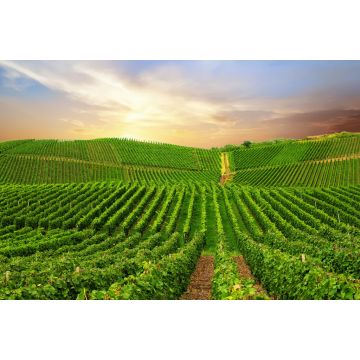 Lais Puzzle - Ansicht eines Weinbergs in der Pfalz, Deutschland - 2.000 Teile