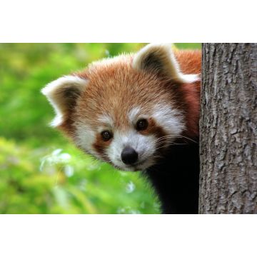 Lais Puzzle - Roter Panda - 2.000 Teile