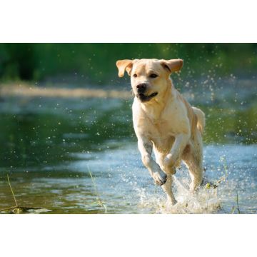 Lais Puzzle - Labrador Retriever - 2.000 Teile