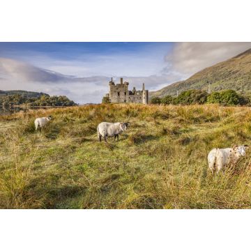 Lais Puzzle - Schottische Blackface-Rammen auf Kilchurn Castle, Argyll und Bute, Schottland - 2.000 Teile