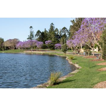 Lais Puzzle - Blühende Jacarandas säumen im Frühling die Seen an der University of Queensland, Australien - 2.000 Teile