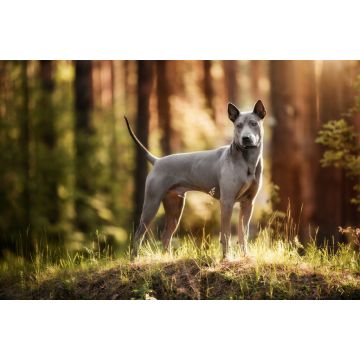 Lais Puzzle - Thai Ridgeback - 2.000 Teile
