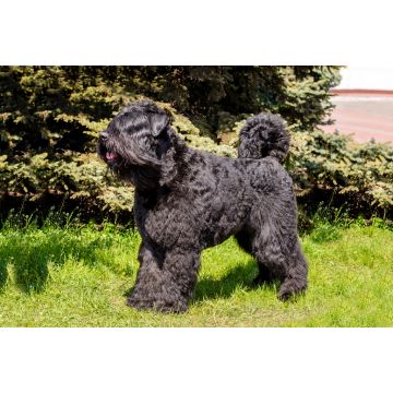 Lais Puzzle - Bouvier des Flandres - 2.000 Teile