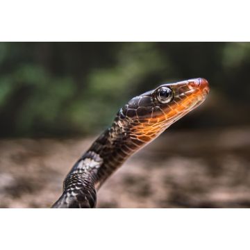 Lais Puzzle - Chironius scurrulus in San José del Guaviare, Kolumbien - 2.000 Teile