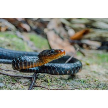 Lais Puzzle - Chironius scurrulus in San José del Guaviare, Kolumbien - 2.000 Teile