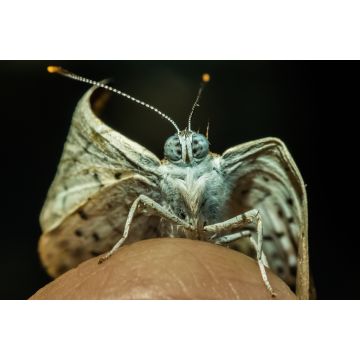 Lais Puzzle - Kleiner Schmetterling, aufgenommen in San José del Guaviare, Kolumbien - 2.000 Teile