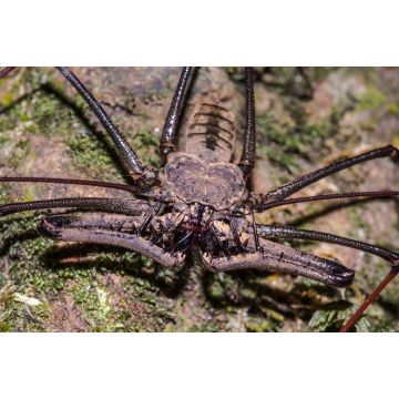 Lais Puzzle - Peitschenspinne im Regenwald von San José del Guaviare, Kolumbien - 2.000 Teile