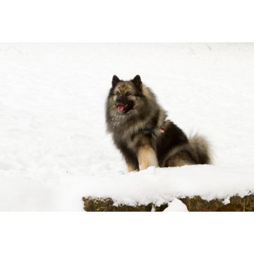 Lais Puzzle - Deutscher Wolfsspitz - 2.000 Teile