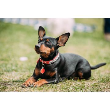 Lais Puzzle - Zwergpinscher - 2.000 Teile