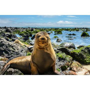 Lais Puzzle - Pelzrobbe am Strand von Mann, Ecuador - 2.000 Teile