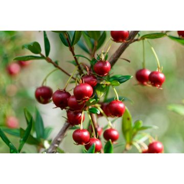 Lais Puzzle - Süße wilde Früchte, die im Süden Chiles wachsen und als Murta bekannt sind. Ihr wissenschaftlicher Name ist Ugni Molinae - 2.000 Teile