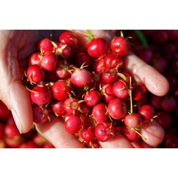 Lais Puzzle - Süße wilde Früchte, die im Süden Chiles wachsen und als Murta bekannt sind. Ihr wissenschaftlicher Name ist Ugni Molinae - 2.000 Teile