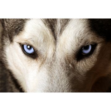 Lais Puzzle - Eskimohund - 2.000 Teile