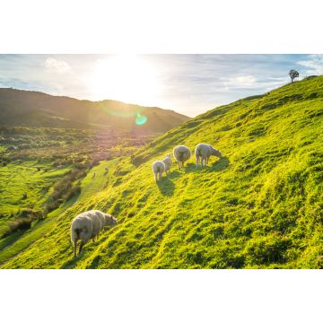 Lais Puzzle - Schafe in Irland - 2.000 Teile