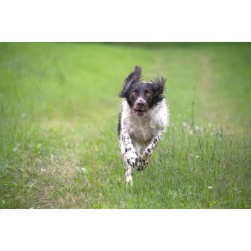 Lais Puzzle - Deutscher Wachtelhund - 2.000 Teile
