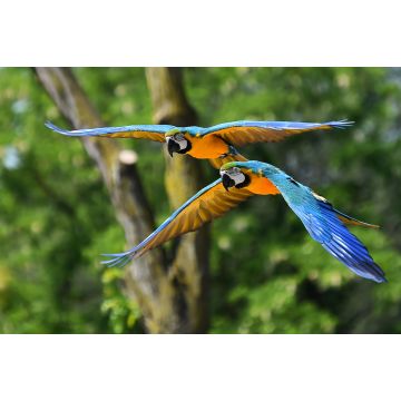 Lais Puzzle - Guacamayo, Brasilien - 2.000 Teile