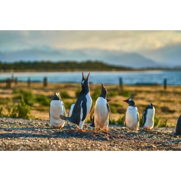 Lais Puzzle - Die Pinguinkolonie auf der Insel im Beagle-Kanal. Argentinisches Patagonien. Ushuaia - 2.000 Teile