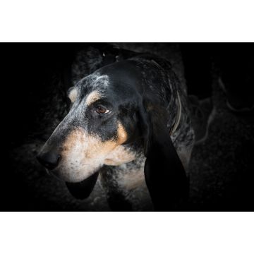 Lais Puzzle - Grand Bleu de Gascogne - 2.000 Teile