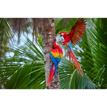Lais Puzzle - Zwei Ara macao, Scharlachara, Paar große, rot gefärbte, amazonische Papageien in der Nähe des Nistplatzes auf einer Palme, ausgestreckte Flügel, langer roter Schwanz gegen feuchten Wald. Manu-Nationalpark, Peru, Amazonasbecken - 2.000 Teile