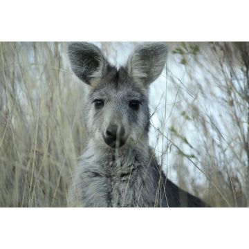 Lais Puzzle - Mutter Wallaby im trockenen Gras auf einer Farm in Tamworth, Rural Australia - 2.000 Teile