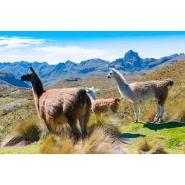 Lais Puzzle - Ecuador Cuenca Lamas im Cajas Park - 2.000 Teile