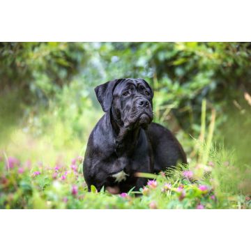 Lais Puzzle - Cane Corso - 2.000 Teile