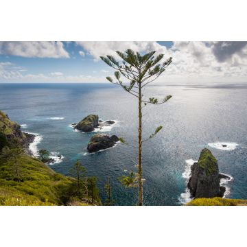 Lais Puzzle - Norfolk Pine an der Küste der Insel Norfolk, Australien - 2.000 Teile