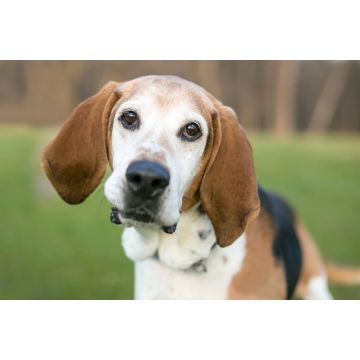 Lais Puzzle - English Foxhound - 2.000 Teile
