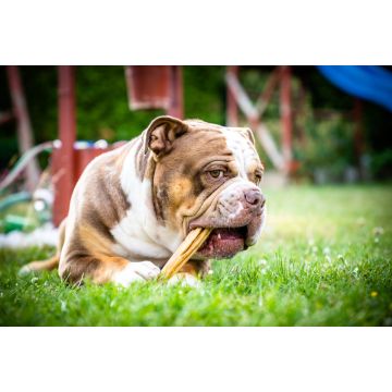 Lais Puzzle - Olde English Bulldogge - 2.000 Teile