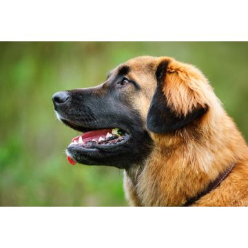 Lais Puzzle - Leonberger - 2.000 Teile