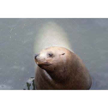 Lais Puzzle - Seelöwe im Otaru Aquarium, Japan - 2.000 Teile