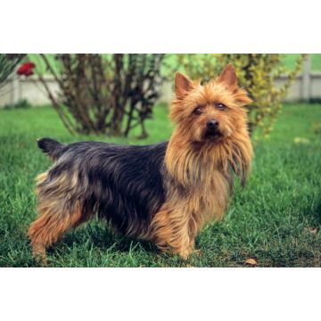 Lais Puzzle - Australian Terrier - 2.000 Teile