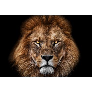 Lais Puzzle - Löwe - 2.000 Teile