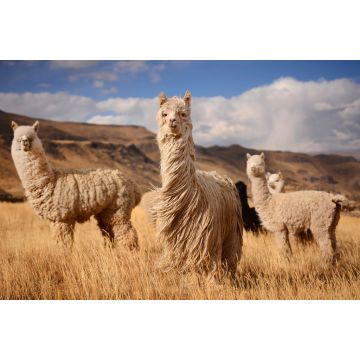 Lais Puzzle - Lamas (Alpaka) in den Anden, Peru - 2.000 Teile