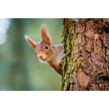 Lais Puzzle - Neugieriges rotes Eichhörnchen späht hinter dem Baumstamm - 2.000 Teile