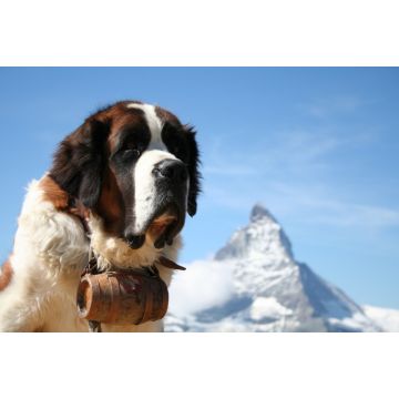 Lais Puzzle - Bernhardiner mit Matterhorn - 2.000 Teile