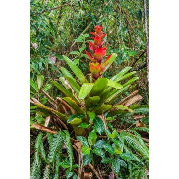 Lais Puzzle - Bromelie im Nationalpark Podocarpus im Süden Ecuadors - 2.000 Teile