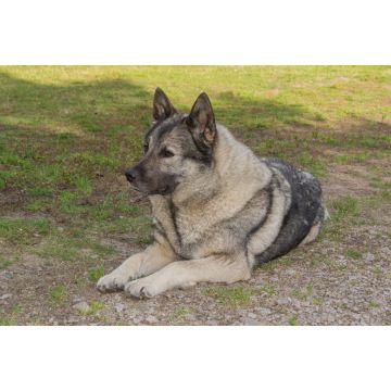 Lais Puzzle - Norwegischer Elchhund - 2.000 Teile