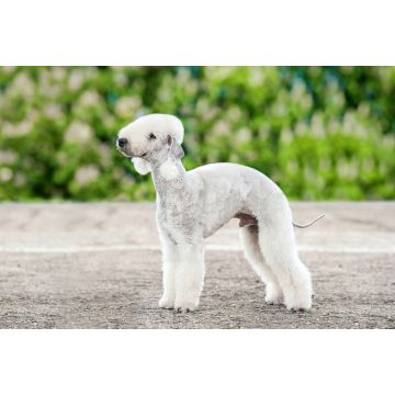Lais Puzzle - Bedlington Terrier - 2.000 Teile
