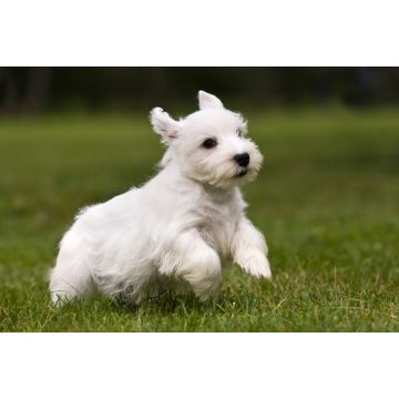 Lais Puzzle - Sealyham Terrier - 2.000 Teile
