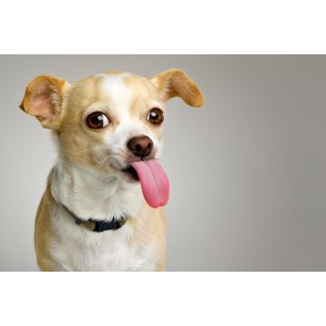 Lais Puzzle - Chihuahua - 2.000 Teile