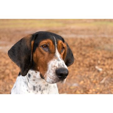 Lais Puzzle - Treeing Walker Coonhound - 2.000 Teile