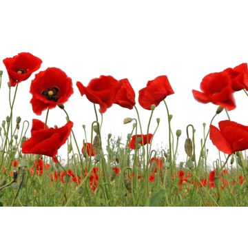 Lais Puzzle - Mohnblumen - 2.000 Teile