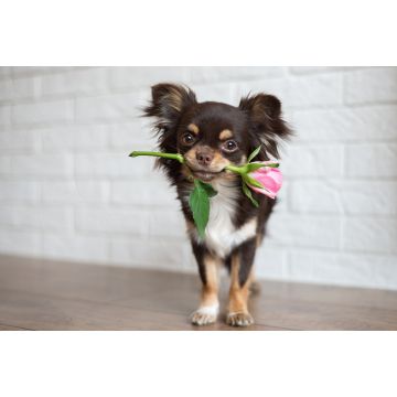 Lais Puzzle - Chihuahua - 2.000 Teile