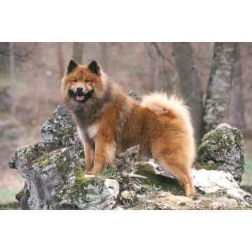 Lais Puzzle - Eurasier - 2.000 Teile