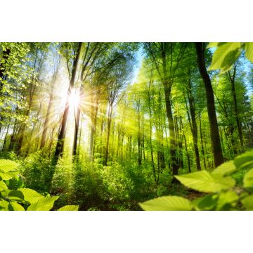 Lais Puzzle - Sonnenbeschienene Laubbäume im Wald - 2.000 Teile