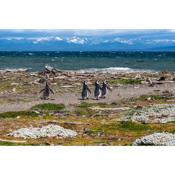 Lais Puzzle - Magellan-Pinguine in natürlicher Umgebung - Seno Otway Penguin, Chile - 2.000 Teile